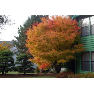 Javor dlaňolistý (Acer palmatum) ´SANGU KAKU´ výška 175-220 cm, kont. C15L 